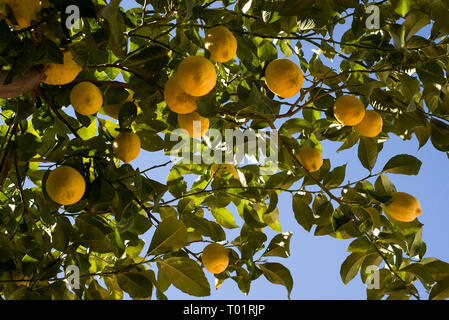 ripe yellow lemons on brach Stock Photo