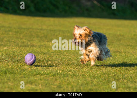 Cute playful Yorkshire Terrier caught in action on Hunstanton green above the cliffs on North Norfolk coast, East Anglia, England, UK. Stock Photo