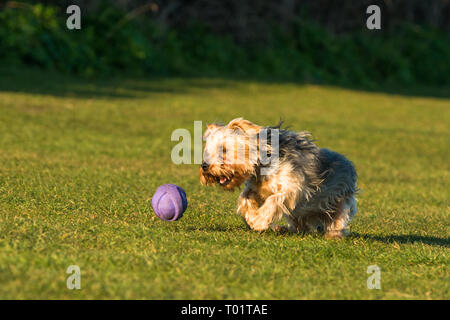 Cute playful Yorkshire Terrier caught in action on Hunstanton green above the cliffs on North Norfolk coast, East Anglia, England, UK. Stock Photo