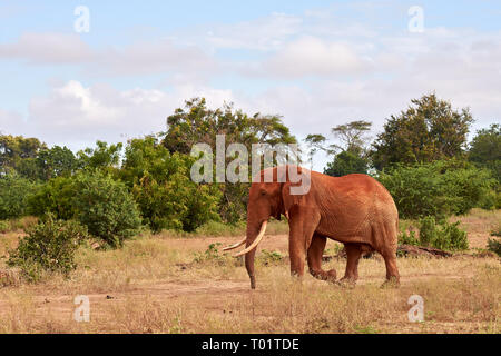Elephants in nature. African safari in Kenya with trees under blue sky. Stock Photo