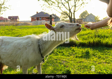 girl in meadow feeding goat Stock Photo