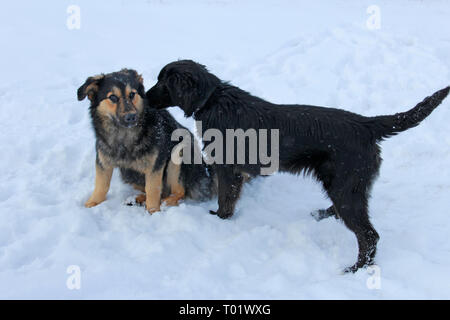 two stray dogs sitting in the snow.