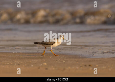 Terek Sandpiper (Xenus cinereus) at a beach in Gujarat, India Stock Photo