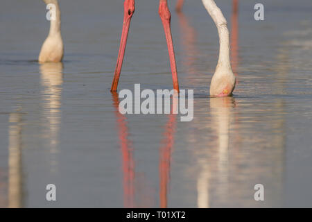 Greater flamingos (Phoenicopterus roseus) feeding at Thol Bird Sanctuary, Gujarat, India Stock Photo