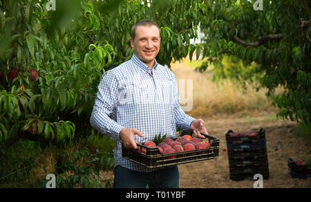 Portrait of man horticulturist holding crate with  peaches in garden Stock Photo