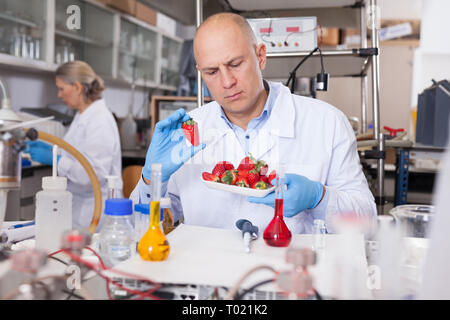 Professional geneticist working in laboratory, conducting experiments with genetically modified fruits and vegetables Stock Photo