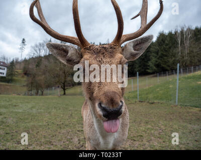 A Fallow Deer Buck with Antlers in the Enclusure of a Breed Stock Photo