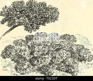 Dreer's garden calendar : 1886 . dreersgardencale1886henr Year: 1886  DwAKF Extra Curled Parsley. Stock Photo