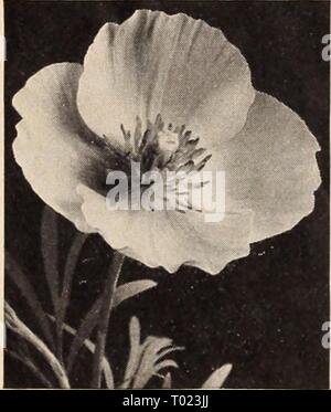 Dreer's garden book for 1941 . dreersgardenbook1941henr Year: 1941  Iberis sempervirens—Hardy Candytuft    Hunnemannia—Santa Barbara Poppy Stock Photo