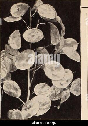 Dreer's garden book for 1941 . dreersgardenbook1941henr Year: 1941  Dreer's Reliable FLOWER SEEDS Honesty—Lunaria Pkt. 10c; large pkt. 30c. Stock Photo