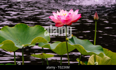 Pink lotus flowers bloom in the Central Park, New York City Stock Photo