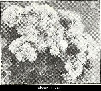 Dreer's garden book for 1947 . dreersgardenbook1947henr Year: 1947  Achillea ptarmica. The Pearl Achillea—^''/«'' t^^] ® 1012 Filipendula, Cloth of Cold. Strong,* vigorous plants with vivid yellow flowers during the summer. 3 ft. Pkt. 15c; large pkt. 60c. 1015 Ptarmica, The Pearl. One of the best hardy white perennials. Grows about 2 feet tall and is cov- ered with heads of pure white dou- ble flowers from June until frost. Flowers the first season if sown early. Pkt. ISc; large pkt. 60c. * AcOnitum—Monk Hood Helmet Flower [hp] ® 1 025 Wilsoni. Large rich violet-blue flowers on spikes 5 to 6  Stock Photo
