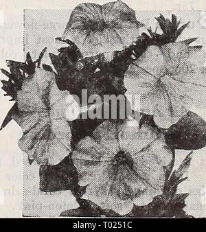 Dreer's garden book 1939 : 101 years of Dreer quality seeds plants bulbs . dreersgardenbook1939henr Year: 1939  Papaver orientale Oriental Poppies iH Â® Papaver orientale These magnificent Oriental Poppies are the most attractive and imposing of all flowers that bloom in May and June. The huge blooms set against the deep green foliage never fail to evoke the greatest admiration. Sow the seed early in the spring in the open where the plants are to bloom or in a special seed bed. By midsummer the little seedlings will likely have disappeared from above the ground and it is at that time of their  Stock Photo