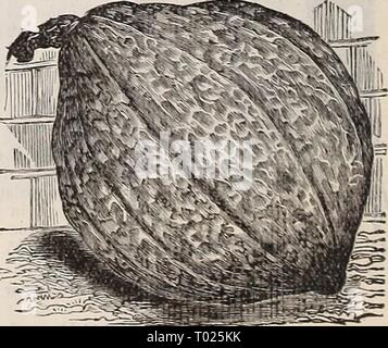 Dreer's garden calendar : 1898 . dreersgardencale1898henr Year: 1898  Hubbard Squash.    lio TON iMARKOW :^gUA^ H. We pay postage on Flower and Garden Seeds except wliere noted. purchaser's expense. Farm Seeds are sent by express or freight at Stock Photo