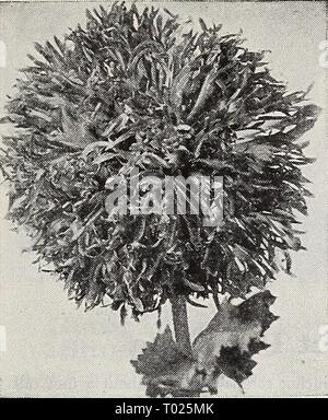 Dreer's garden book for 1940 . dreersgardenbook1940henr Year: 1940  Single Shirley Mixed Double Carnation-Flowered Poppy Lovely Annual PoppiGS—Papaver ® Annual Poppies should be sown as early in the spring as possible where they are to grow as they do not stand transplanting. Sow very thinly and barely cover from view. Press down the surface and water. Thin out to stand 3 to 4 inches apart. Make succession sowings a week apart, to provide blooms throughout the summer and fall. Shirley Poppies ® Papaver Rhoeas A very artistic strain of Poppies with lovely, large blooms having a beautiful silk-l