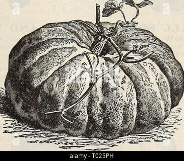 Dreer's garden calendar : 1896 . dreersgardencale1896henr Year: 1896  Dheer's Round Seeded Savoy Spinach. &lt;j^*    PUMPKIN. Pumpkin, Large Red Etampes. Stock Photo