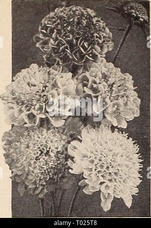 Dreer's garden book for 1941 . dreersgardenbook1941henr Year: 1941  Dreer's Reliable FLOWER SEEDS Large-Flowering Scabiosa Mixed Stock Photo