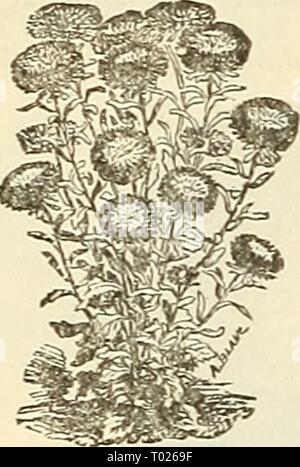 Dreer's garden calendar : 1886 . dreersgardencale1886henr Year: 1886  42 DREER'S RELIABLE SEEDS ASTER—(Continued. 5177 A. Giant Emperor, Mixed. Flowers of great size, very double, fine form, brilliant colors, and robust growth ; 2 feet 15 5190 — Pseony Flowered Perfection, Mixed. One of the most perfect; verj' double, large, and finely-shaped, the petals beautifully incurved, of various bright rich colors; 18 inches 10 5192 — Dwarf' Paeony Perfection, Brilliant Dark Scarlet. This novel new race of dwarf Asters is specially adapted to garden or pot culture. The color is very bright and admired  Stock Photo