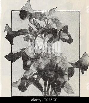 Dreer's garden book for 1940 . dreersgardenbook1940henr Year: 1940  Tithonia speciosa, Early-Flowering Pkt. 15c; special pkt. 50c.    Torenia Stock Photo