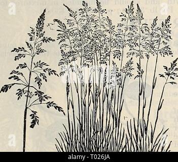 Dreer's garden calendar : 1897 . dreersgardencale1897henr Year: 1897  GRASS SEEDS FOR LAWN AND FIELD. 53 Stock Photo
