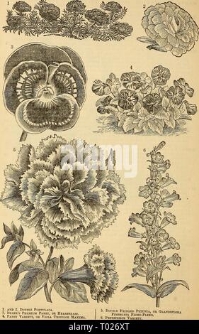 Dreer's garden calendar : 1879 . dreersgardencale1879henr Year: 1879  66 1 Dreer's Garden Calendar,    1 AND 2. Double Portulaca. •3. Dreer's Premium Pansy, or Heartsease. 4. Pansy Variety, or Viola Tricolor Maxima 5. Double Fringed Petunia, or Grandiflora FlMBRIATA FlORE-PlENO. '. Pentstemon Vakiety. Stock Photo