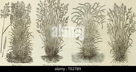 Dreer's garden calendar : 1889 . dreersgardencale1889henr Year: 1889  42 DREER'S RELIABLE SEEDS GRASS SEEDS—c«^'''^fl'    Meauow Fescu English Rye Grass. Sheep's Fescue, Stock Photo