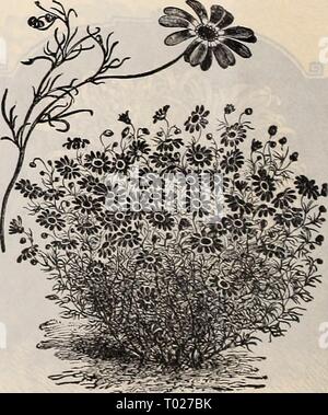Dreer's garden calendar : 1897 . dreersgardencale1897henr Year: 1897  Bracbycome. Stock Photo
