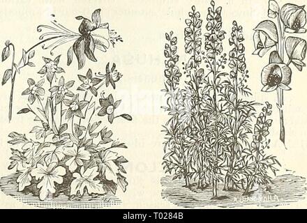 Dreer's garden calendar : 1889 . dreersgardencale1889henr Year: 1889  Allamand.. Ageratum. ACONITUM. Stock Photo