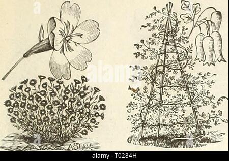 Dreer's garden calendar : 1889 . dreersgardencale1889henr Year: 1889  FOR THE FLOWER GARDEN. 49 Stock Photo