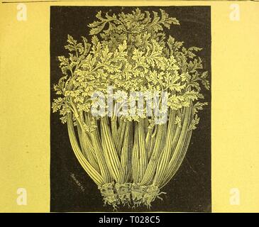 Dreer's garden calendar for 1887 . dreersgardencale1887henr Year: 1887  NOVELTIES AND SPECIALTIES FOR 1867.    White Plume Celery. te Stock Photo