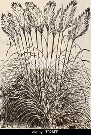 Dreer's garden calendar : 1897 . dreersgardencale1897henr Year: 1897  Ooix LachrymaB. Briza Maxima Gynerium Argenteum. Stock Photo