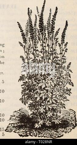 Dreer's garden calendar : 1900 . dreersgardencale1900henr Year: 1900  DiDISCUS CcEItULEUS. DELPHINIUM. Digitalis. (Perennial Larkspur.) One of our most showy and useful plants, possessing almost every requisite for the adornment of the garden ; producing splendid spikes of flowers in profusion throughout the summer. If sown early they bloom the first year from seed ; hardy perennials. PER PKT. 2233 ForniO.suni. Beautiful spikes of brilliant rich blue flowers, with a white centre ; 2i feet. 2234 Nudicaule. Dwarf, compact growth, with spikes of bright scarlet flowers ; 18 inches. . .. 2231 Casbi Stock Photo