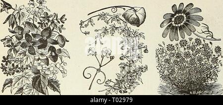 Dreer's garden calendar . dreersgardencale1890henr Year: 1890  60 DREER'S RELIABLE SEEDS    Tuberous Begonia. Cardiospermum. BALSAM APPLE AND BALSAM PEAR (See Momordica). BALLOON VINE. (Love in a PufF.) A rapid-growing plant; succeeds best in a light soil and warm situation ; flowers white ; half hardy annual; 5 feet. PER PKT. 5272 Cardiospermum Halicacabum. Per oz. 30 cts 5 BAPTISIA. (False Indigo.) A beautiful hardy perennial herbaceous plant, pro- ducing pea-shaped flowers, on spikes 6 inches long. 5274 Australis. Bright blue; 2J feet 10 BARTONIA. Producing showy flowers, above its gray and Stock Photo