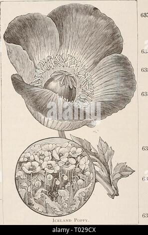 Dreer's garden calendar for 1892 : a catalogue of choice vegetable, field and flower seeds new, rare and beautiful plants garden implements and fertilizers . dreersgardencale1892henr Year: 1892  6373 6376 let. The common field poppy of Great Britain, dazzling scar- let flowers 5 6375 Peacock. With a conspicuous glossy black zone near the centre. Very large vivid scarlet and cher- ry crimson flowers. . .10 Fire Dragon. Very showy and free flowering, producing flowers of brilliant deep scarlet, with black spots margined white. 2 to 2$ ft 10 The Bride. A beautiful new variety with very large, pur Stock Photo