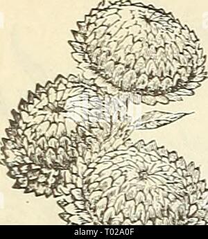 Dreer's garden calendar : 1891 . dreersgardencale1891henr Year: 1891  DREER S RELIABLE SEEDS    Helichrysum. Stock Photo