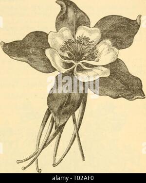 Dreer's garden calendar : 1879 . dreersgardencale1879henr Year: 1879  Dreer 's Gardtn Calendar. 85 AMPELOPSIS VEITCHIâMiniature Virginia Creeper. An introduction from Japan which has proven entirely hardy. It grows as rapidly as the old Virginia creeper, and attains a height of 50 feet. It clings firmly to any wall, tree, etc. The leaves are small on young plants, which at first are of an olive green brown color, changing; lo bright scarlet in the autumn. As the plant acquires age the leaves increase in size. This variety becomes more popular every season, and is iviihout a rival. 25 cts.; $2. Stock Photo