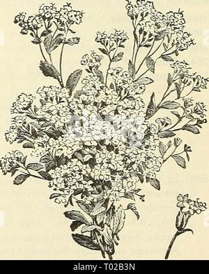Dreer's garden calendar : 1903 . dreersgardencale1903henr Year: 1903  nineties.. . 50 Sweet Rocket. SWEET ROCKET. (Hesperis.) 4278 Old-fashioned garden plant, and among the most desirable of hardy flowers ; also known as Dame's Rocket and Dame's Violet; grows from 2 to 3 feet high, and bears spikes of showy white, lilac and purple fragrant flowers. Excellent for naturaliz- ing among shrubbery or for planting in a permanent border; mixed colors. (See cut.)    Stevia Serrata. Special attention is directed to the Stokesia and Iris shown in colors on the cover of this Catalogue. We can furnish bot Stock Photo