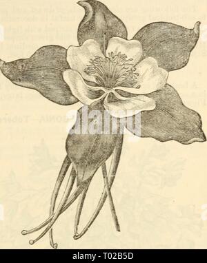 Dreer's garden calendar : 1880 . dreersgardencale1880henr Year: 1880  Drccr 's Garden Calendar. 85 -Rocky Mountain Columbine. AIV1PEL0PSIS VEITCHI—Miniature Virginia Creeper. An introduction from Japan which has proven entirely hardy. It grows as rapidly as the old Virginia creeper, and attains a height of 50 feet. It clings firmly to any wall, tree, etc. The leaves are small on young plants, which at first are of an olive green brown color, changing to bright scarlet in theautumn. As the plant acquires age the leaves increase in size. This variety- becomes more popular every season, and is wi Stock Photo