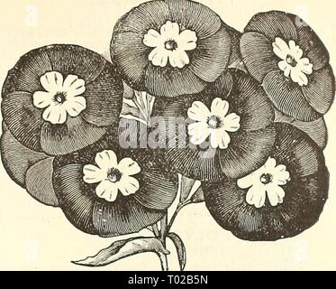 Dreer's garden calendar : 1891 . dreersgardencale1891henr Year: 1891  StAH of QlEULINItUKCH. PHLOX DRUMMONDI FIMBRIATA. STAR OF QUEDLINBURGH. Of dwarf habit, bearing ver^' pretty flowers; varying in color from violet blue to deep rose margined with white ; the edges are slightly fringed. The spines which project from the edge of the flower are i to i an inch long and give the flower a star-like appearance. 6351 Mixed 15 PHLOX DRUMMONDI. An indispensable, constant blooming favorite, which should occupy a prominent place in every garden for clumps or massing; quite as desirable as the Verbena fo Stock Photo