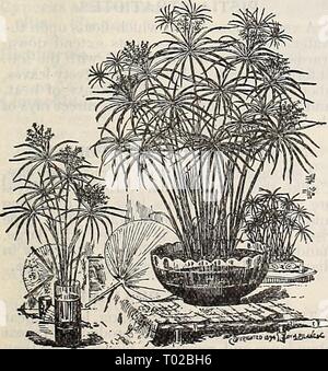 Dreer's garden calendar : 1897 . dreersgardencale1897henr Year: 1897  Aponogeton Distachyon. Cyperus Alternifolius. CYPERUS NATALENSIS. An ornamental species, large Pandanus-like foliage ; an elegant speci- men plant. 15 and 25 cts. each. CYPERUS PAPYRUS. (Papyrus Antiquorum.) This is the true Egyptian Paper Plant. From the snow-white pith of its triangular stalks the first paper was made. They are 5 to S feet high, and support at the top a tuft of long thread-like leaves, which gives the plant a graceful and striking appearance. It grows finely in shallow water with rich soil, and makes a spl Stock Photo