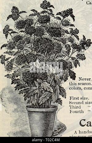 Dreer's garden calendar : 1897 . dreersgardencale1897henr Year: 1897 Stock Photo