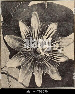 Dreer's garden book for 1942 . dreersgardenbook1942henr Year: 1942  Four Summer-Flowering VINES Suitable for Every Garden U^ Moonflower Moonllower § 12-183 Ipomoea noctiflora. This spectacular tender climber will grow 30 to 40 feet tall. Has dense dark green foliage and masses of very large, glistening white fragrant blooms often measuring 7 inches across. Plant after the weather is settled. 40c each; 3 for $1.15. Passiflora—Pa^yjion Flower^ 12-228 Pfordti. The most interesting and best variety for outdoors as a summer climber. Has light blue flowers suffused with rose. Blooms quite freely. 50 Stock Photo