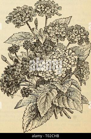 Dreer's garden calendar : 1880 . dreersgardencale1880henr Year: 1880  IXORA. Exceedingly showy plants, bearing large clusters of splendid flowers in white, rose, orange, etc., which remain a long time in bloom during the winter and spring months. Blanda. White. 50 cts. I Javanica. Orange. 50 cts. Crocata Eutilans. Salmon. 75 cts. | Rosea. Rose. 50 cts. JASMINUM. Geandifloeum. This favorite variety, known as the Catalonian Jasmine, is a valuable winter- blooming sort. The flowers are pure white, and deliciously fragrant. 25 cts. Grand Duke of Tuscany. Large white double flowers ; imbricated, fr Stock Photo