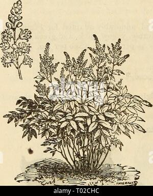 Dreer's garden calendar : 1883 . dreersgardencale1883henr Year: 1883  100 DREER'S GARDEN CALENDAR. AMARYLLIS. Splendid flowering bulbs, suitable for the green-house or room culture. They should be grown in pots, well drained, in a soil of equal parts of peat, leaf-mould and loam. They produce showy lily-shaped flowers, from two to ten on a stalk. Aulica. Dark crimson, large and fine. $2.50. Formosissima (Jacobaea Lily). Crimson-velvet color, flowering early in the summer. The flowers have a most graceful and charming appearance. To be planted out in May in rich ground; the roots are preserved  Stock Photo