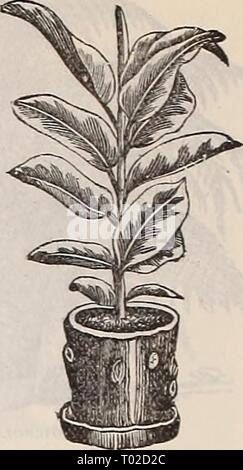 Ficus racemosa illustration Stock Photo - Alamy