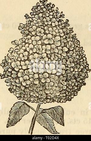 Dreer's garden calendar : 1881 . dreersgardencale1881henr Year: 1881  106 Dreer ys Garden Calendar.    HYDRANGEA PANICULATA GRANDIFLORA. A hardy variety lately introduced, of great merit; it endures the heat and cold of our climate extremely well. Elongated flowers of snowy white, often a foot long, which are produced in the greatest profusion, and continue from August to November. The finest hardy shrub of recent introduction. 50 cts.; extra strong, $1. IMANTOPHYLLUM. MlNlATUM. Resembling the Amaryllis in foliage; bearing large clusters of conspicuous buff orange-colored flowers. $1 to $2. Cr Stock Photo