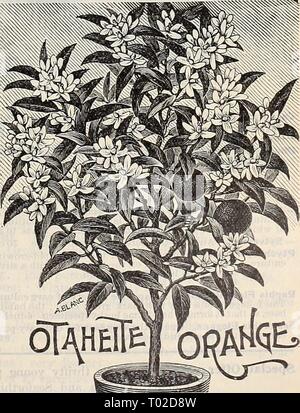 Dreer's garden calendar : 1897 . dreersgardencale1897henr Year: 1897  Manettia Blcolor. PANAX VICTORIA. A pretty, shrubby plant, with finely divided light green leaves with their edges clearly defined with white variegation; very useful as a decorative plant for the table. 50 cts. each. OLEA FRAGRANS. (Sweet Olive.) An old favorite greenhouse shrub, succeeding admirably as a house plant, producing small white flowers which are of the most exquisite fragrance, continuing to bloom almost the entire winter. 50 cts. each; §5 00 per doz. OTAHEITE ORANGE. The best of the Oranges for house culture. I Stock Photo
