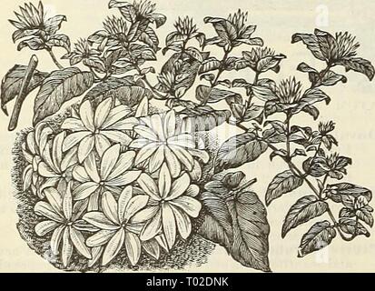 Dreer's garden calendar for 1888 . dreersgardencale1888henr Year: 1888  JASMINUM. Gracillimnm. Exceedingly floriferous. A flowering shoot is produced from every joint, which terminates in a dense cluster of pure white fragrant flowers; in bloom from Oct. to Feb. 50 cts. each. Grandiflorum. This flavorite variety, known as the Catalonian Jasmine, is a valuable winter blooming sort. The flowers are pure white and deliciously fragrant. 25 cts. each. Grand Duke. Large white, imbricated double flowers; fragrant. 30 cts. each. Sambac. Creamy white star-shaped flowers; very fra- grant and free. 30 ct Stock Photo