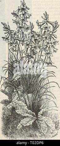Dreer's garden calendar : 1899 . dreersgardencale1899henr Year: 1899  vmywy Anthericum Lilastftm. Stock Photo