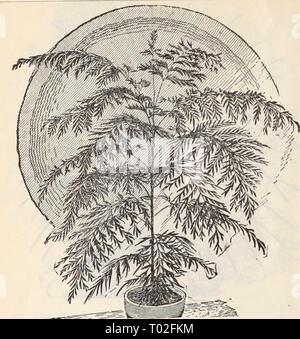 Dreer's wholesale price list / Henry A. Dreer. . dreerswholesalep1898dree Year:   14 DREER S RELIABLE FLOWER SEEDS.    Grevillba Robusta. Oeranium, Zonale single mixed .... Zonale double mixed ' variegated leaved I'elargonium fancy mixed {LadyWashini:;t()ii ] Apple scented Tr. pkt. Oz. 20 75 100 1000 seeds, seeds. 75 6 00 75 6 00 75 6 00 20 I 50 Tr. pkt. Oz. Qeum atrosanguineum fl. pi . . . . QIadiolus. Groff's superb hybrids. Qlaucium luteum [comiculafutn'^ . Qlobe Amaranth, mixed . . . . nana compacta red &lt;iloxinia, hy. grandiflora mixed ' ' spotted mixed . . . ' ' erecta ' .... Qnaphaliu
